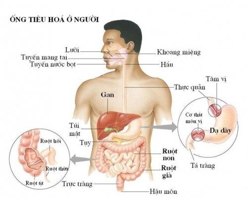 hệ thống tiêu hóa