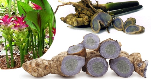nghệ đen được xem là quý hiếm