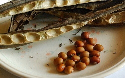 hạt đậu rồng rang trị đau dạ dày