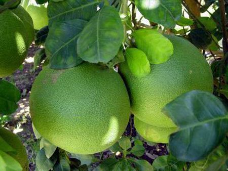 Bưởi là nguyên liệu trong nhiều bài thuốc dân gian chữa bệnh