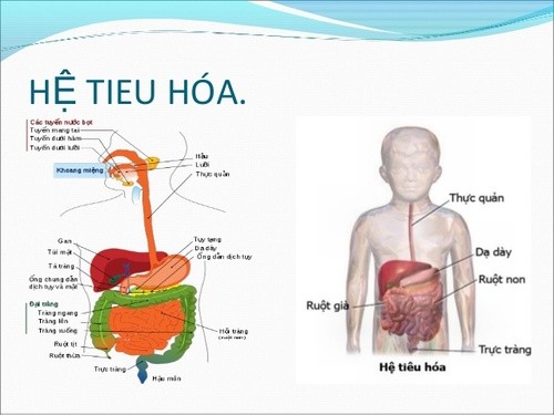 những điều thú vị về hệ tiêu hóa