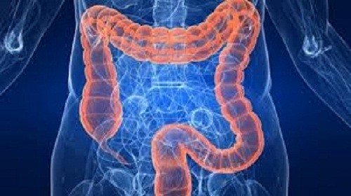 chiều dài đường ruột ở người