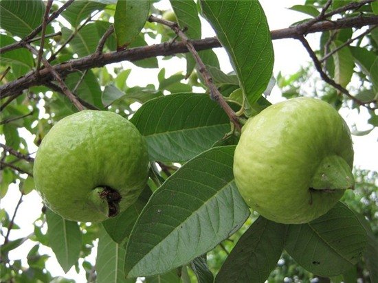 khong-an-oi-xanh