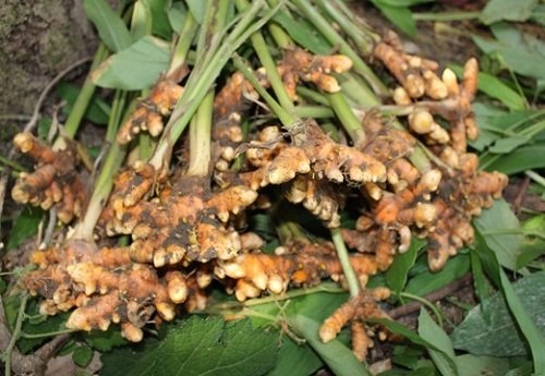 Chữa viêm loét dạ dày bằng nghệ
