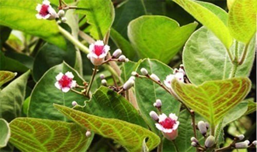 Bài thuốc chữa đau dạ dày bằng lá mơ lông