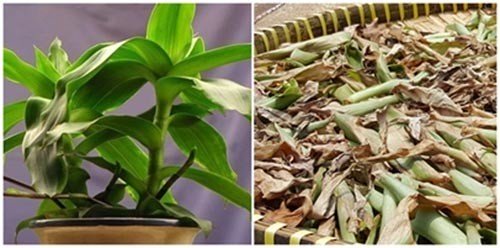 Cách dùng cây lược vàng chữa bệnh dạ dày