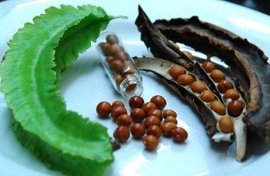 hạt đậu rồng chữa đau dạ dày