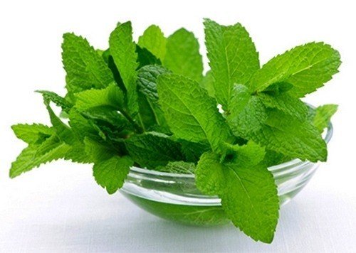 bạc hà chữa đau dạ dày khi đang cho con bú