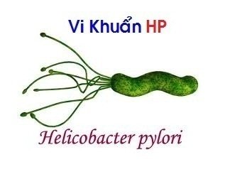 vi khuẩn Hp gây đau dạ dày