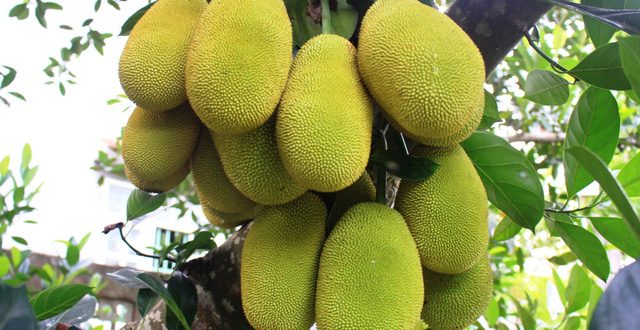 đau dạ dày ăn mít được không