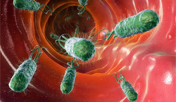vi khuẩn Hp sống được bao lâu