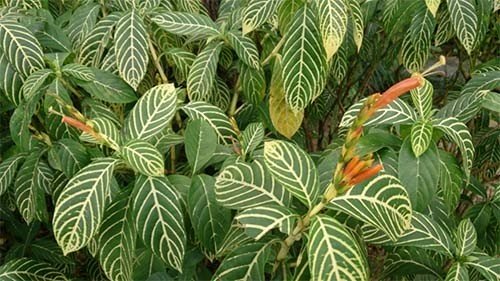 Cây xăng sê có khả năng chữa bệnh đau dạ dày